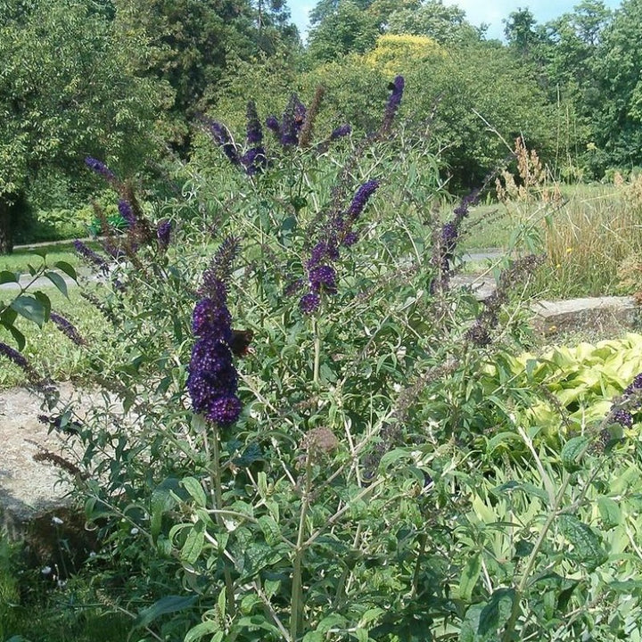 Black Knight Butterfly Bush growing in a landscaped garden