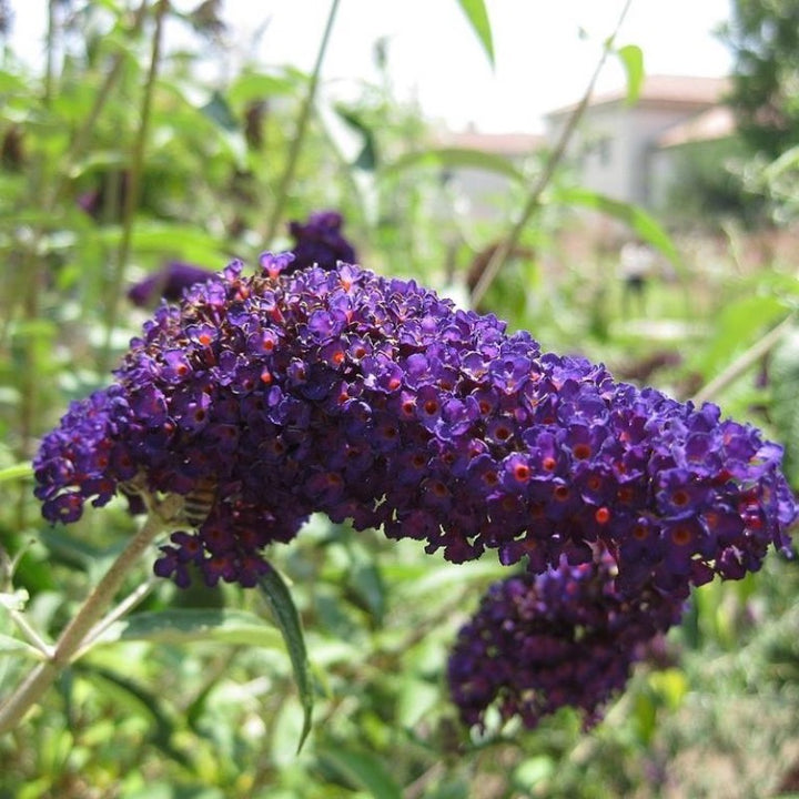 Black Knight Butterfly Bush growing in a landscaped garden