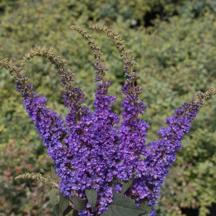 Lo &amp; Behold® Blue Chip Jr. Butterfly Bush growing in a landscaped garden