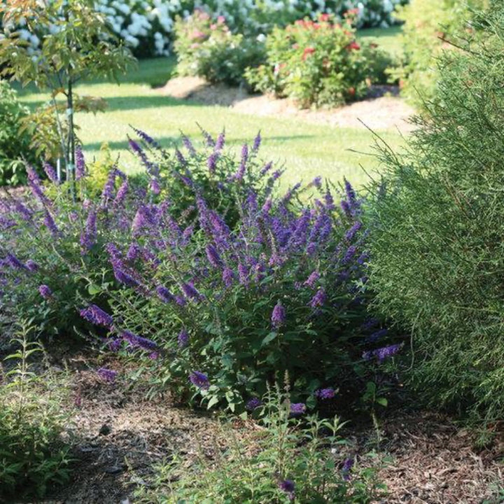 Lo &amp; Behold® Blue Chip Jr. Butterfly Bush growing in a landscaped garden