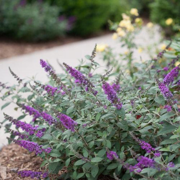 Lo &amp; Behold® Blue Chip Jr. Butterfly Bush growing in a landscaped garden