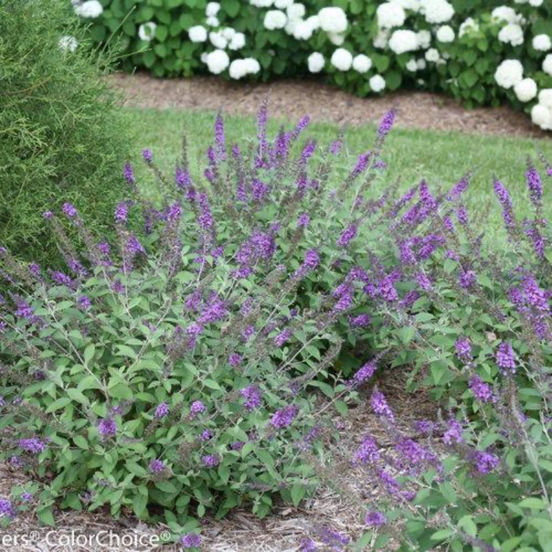 Lo &amp; Behold® Blue Chip Jr. Butterfly Bush growing in a landscaped garden