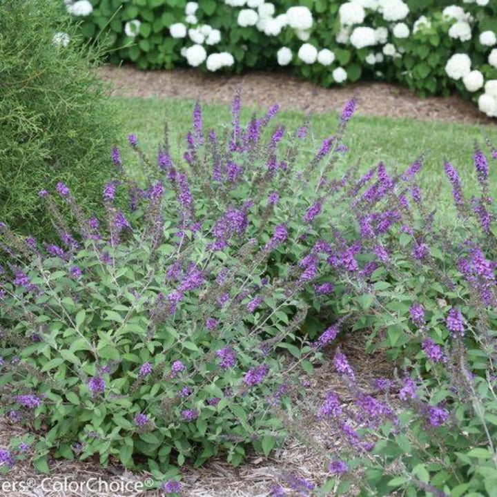 Lo &amp; Behold® Blue Chip Jr. Butterfly Bush growing in a landscaped garden