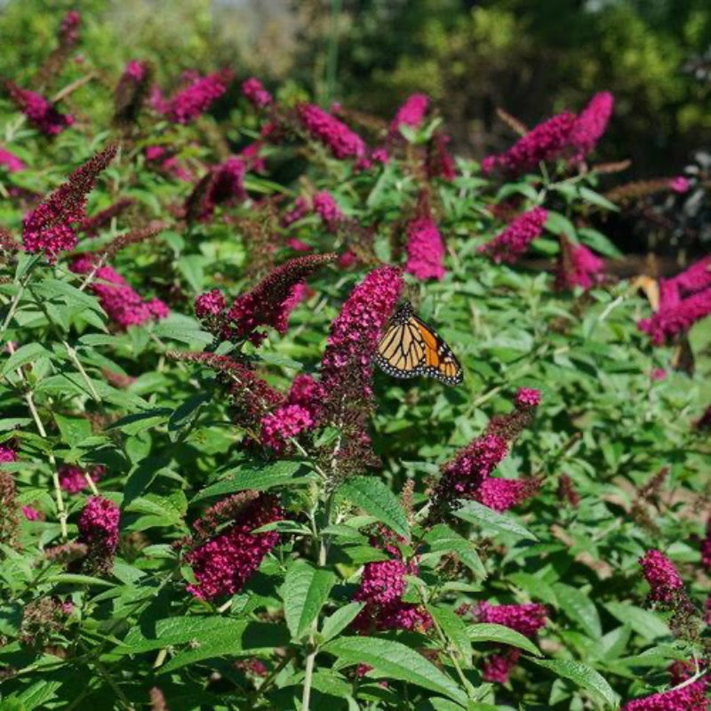 Miss Molly Butterfly Bush growing in a landscaped garden