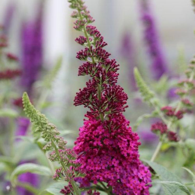 Miss Molly Butterfly Bush growing in a landscaped garden