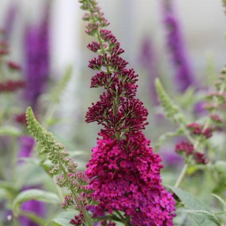 Miss Molly Butterfly Bush growing in a landscaped garden