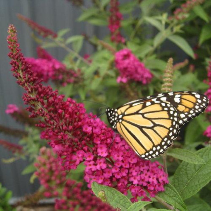 Miss Molly Butterfly Bush growing in a landscaped garden