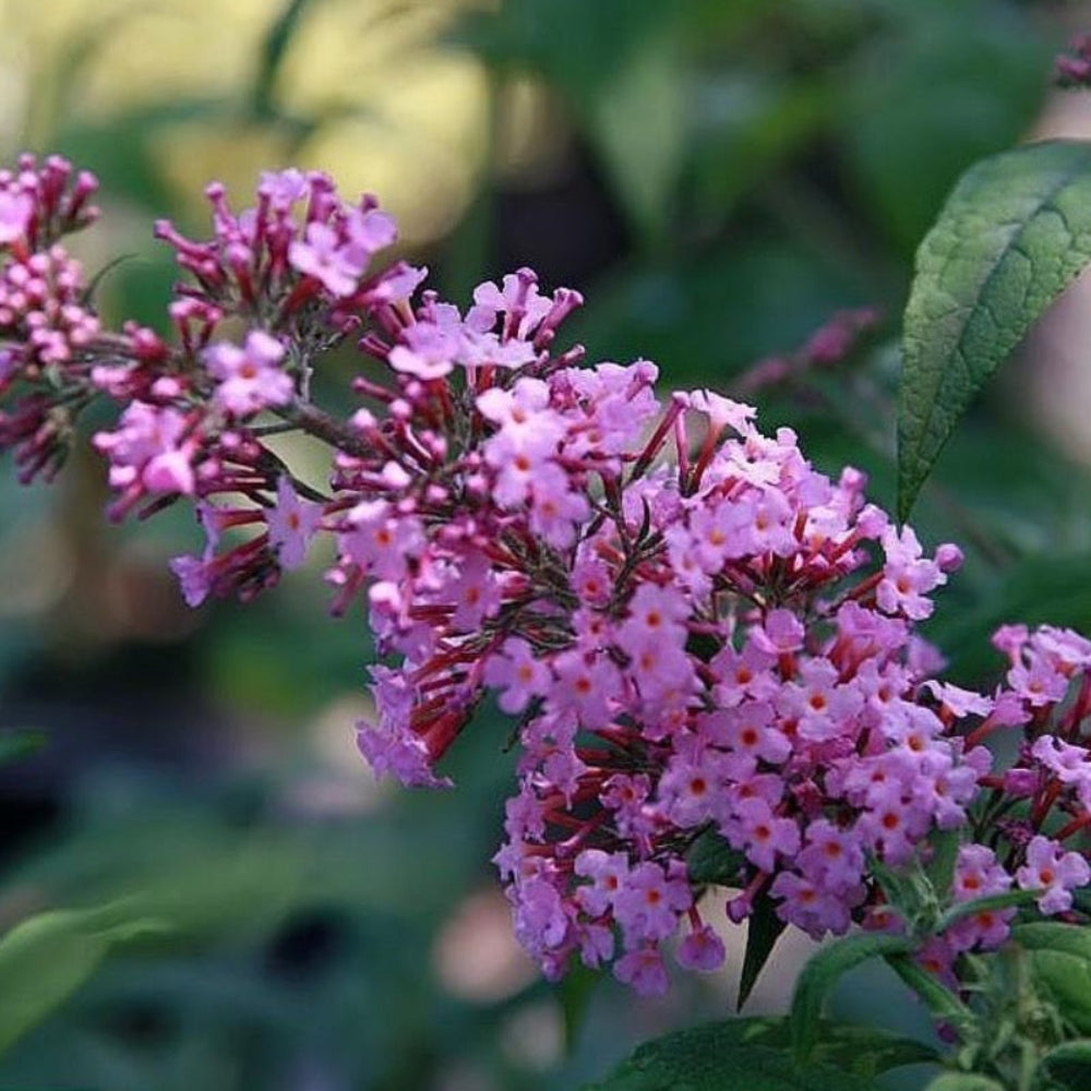 Pink Delight Butterfly Bush growing in a landscaped garden