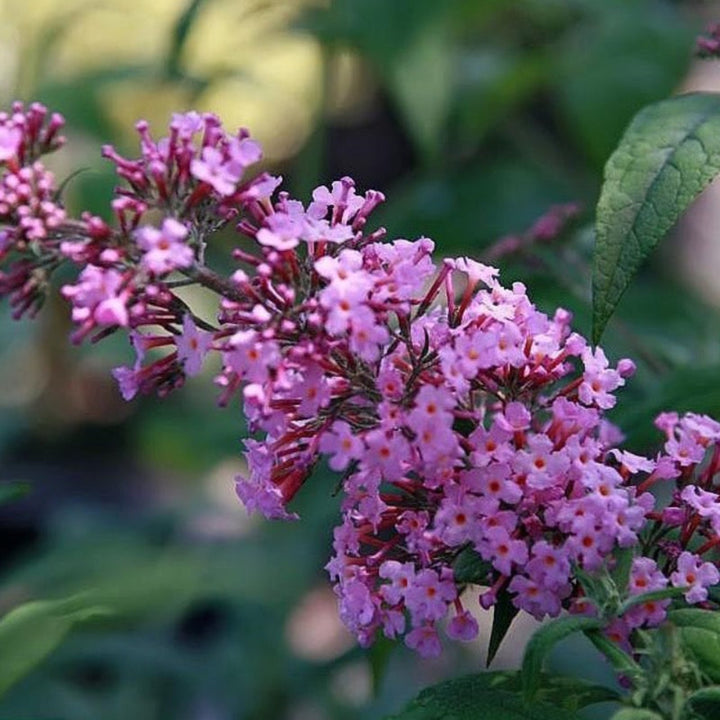 Pink Delight Butterfly Bush growing in a landscaped garden