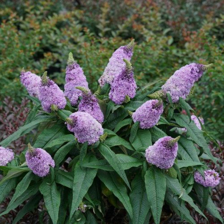 Pugster® Amethyst Butterfly Bush growing in a landscaped garden