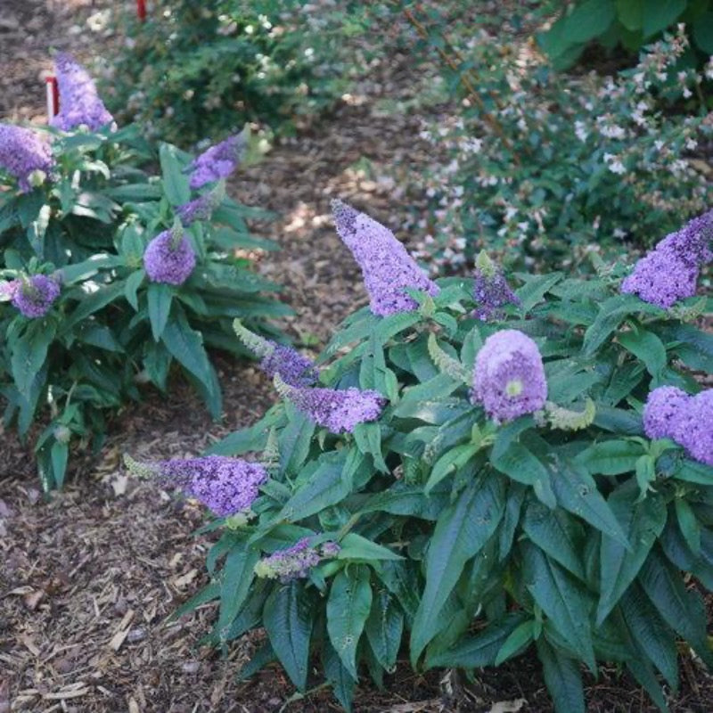 Pugster® Amethyst Butterfly Bush growing in a landscaped garden