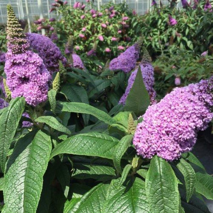 Pugster® Amethyst Butterfly Bush growing in a landscaped garden