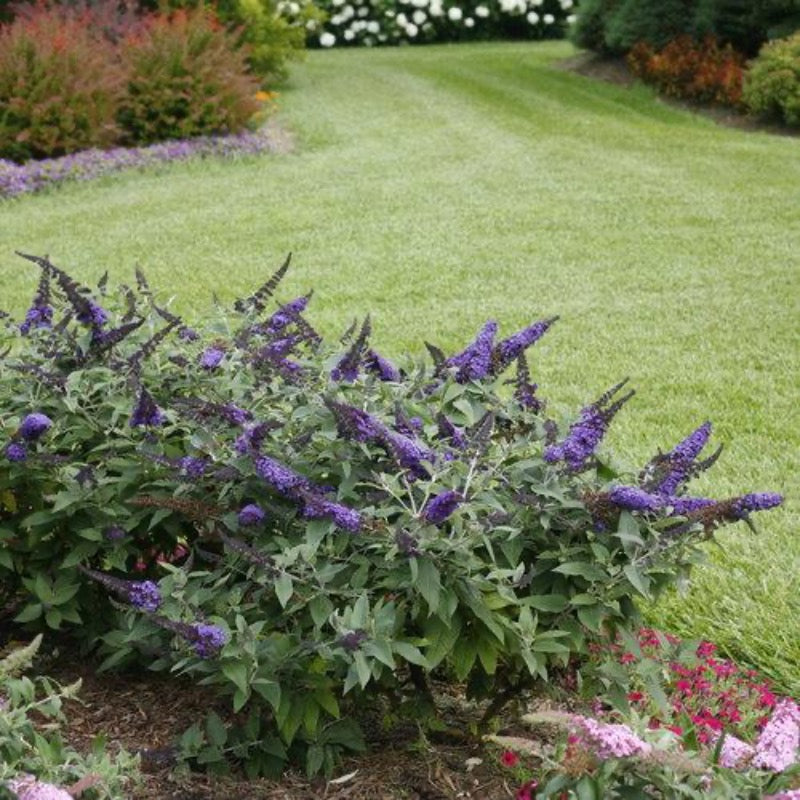 Pugster® Blue Butterfly Bush growing in a landscaped garden