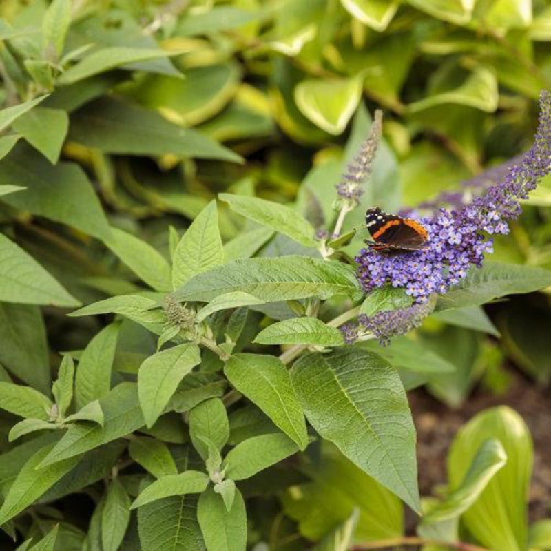 Pugster® Blue Butterfly Bush growing in a landscaped garden