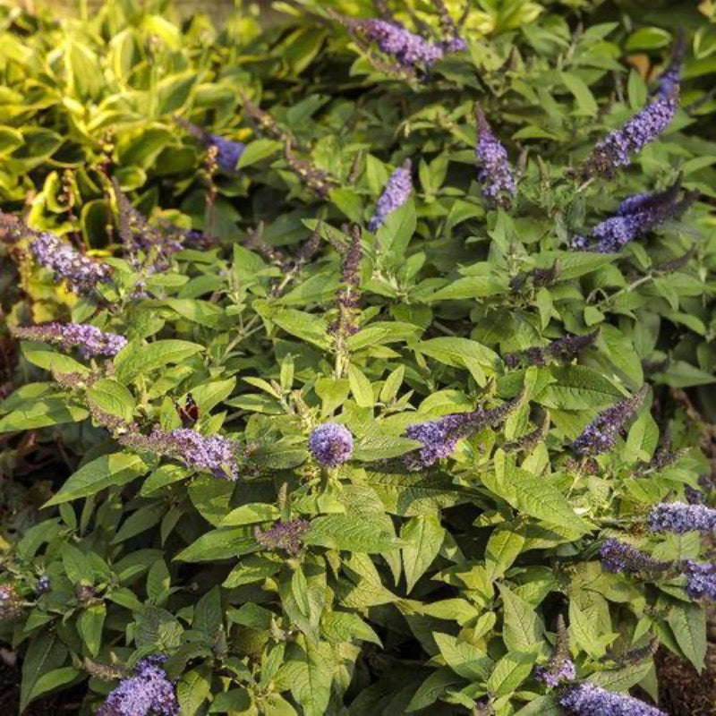 Pugster® Blue Butterfly Bush growing in a landscaped garden