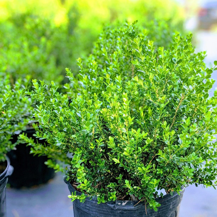 Three-gallon Buxus Baby Gem™ boxwood shrub with dense green foliage, ideal for evergreen shrub landscaping.