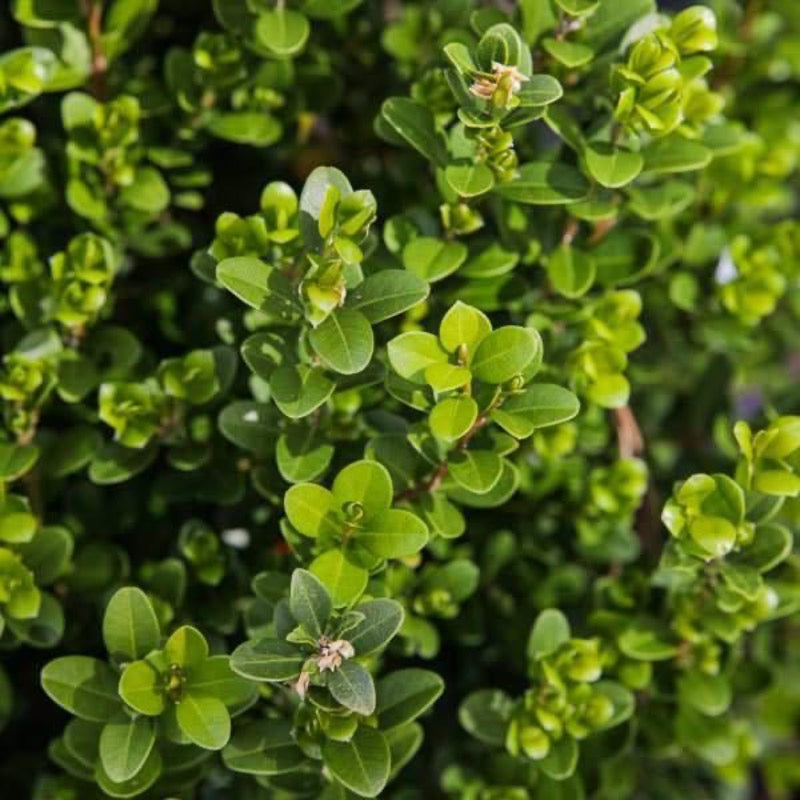 Three-gallon Buxus Baby Gem™ boxwood shrub with dense green foliage, ideal for evergreen hedges or garden accents.