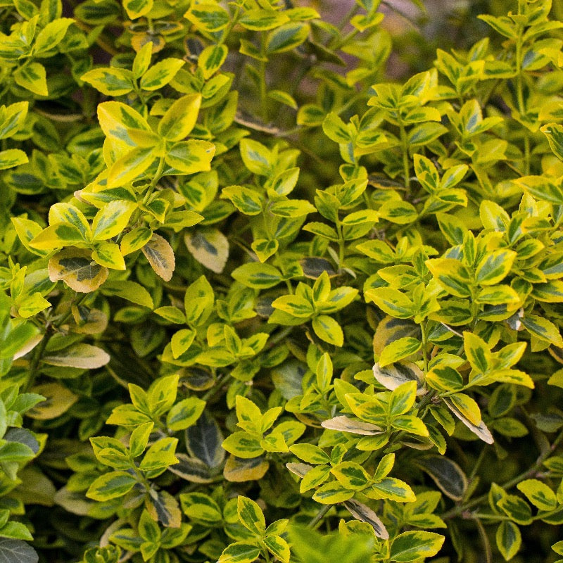 Golden Dream Boxwood showing its characteristic foliage and growth habit