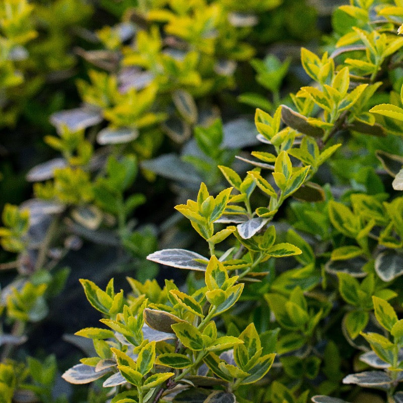Golden Dream Boxwood showing its characteristic foliage and growth habit