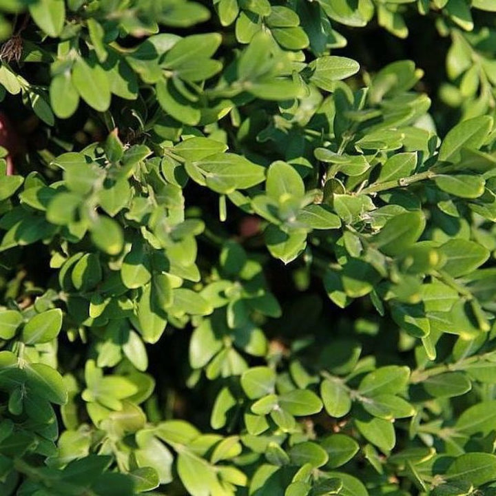 Green Mountain Boxwood showing its characteristic foliage and growth habit