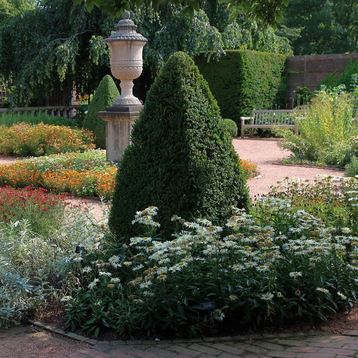Green Mountain Boxwood showing its characteristic foliage and growth habit