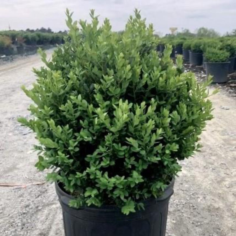Green Mountain Boxwood showing its characteristic foliage and growth habit