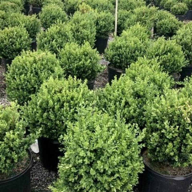 Green Mountain Boxwood showing its characteristic foliage and growth habit