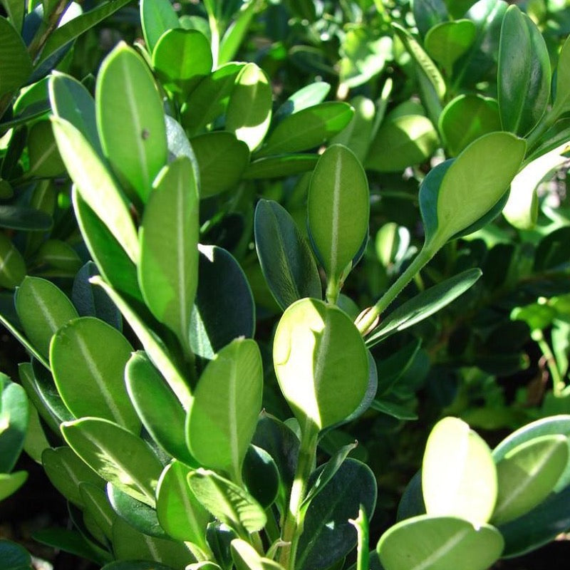 NewGen Independence® Boxwood showing its characteristic foliage and growth habit