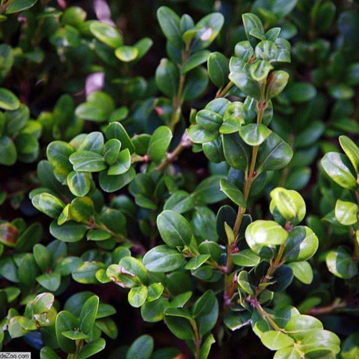 Winter Gem Boxwood showing its characteristic foliage and growth habit