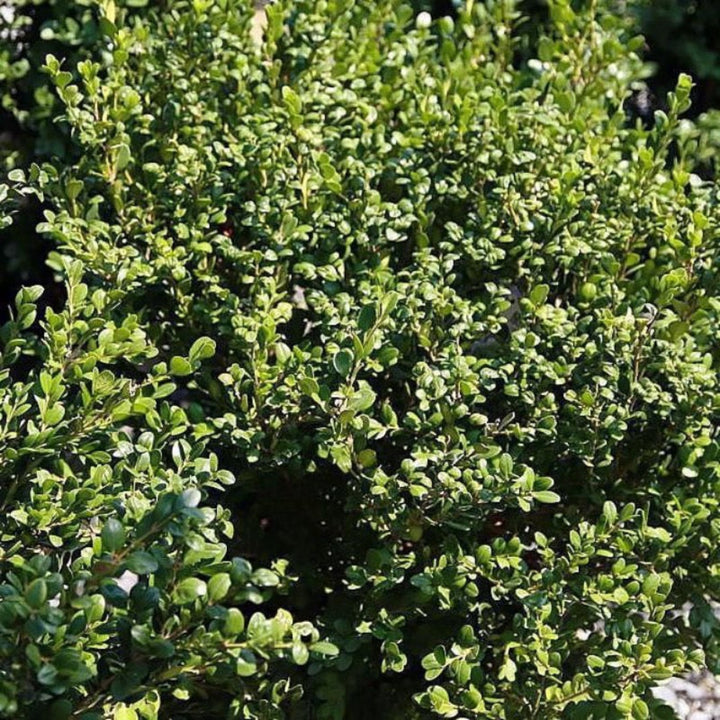 Winter Gem Boxwood showing its characteristic foliage and growth habit