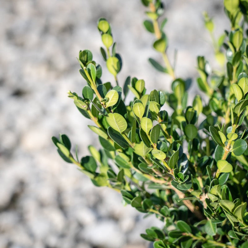Winter Gem Boxwood showing its characteristic foliage and growth habit