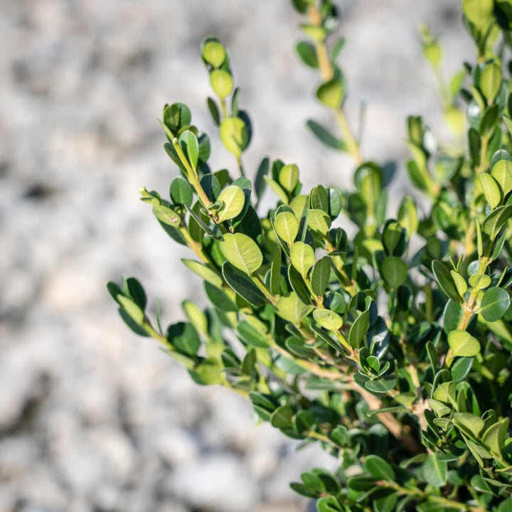 Winter Gem Boxwood showing its characteristic foliage and growth habit