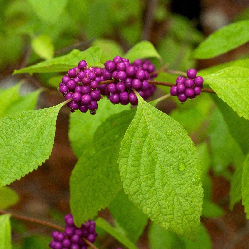 American Beautyberry showing its characteristic foliage and growth habit