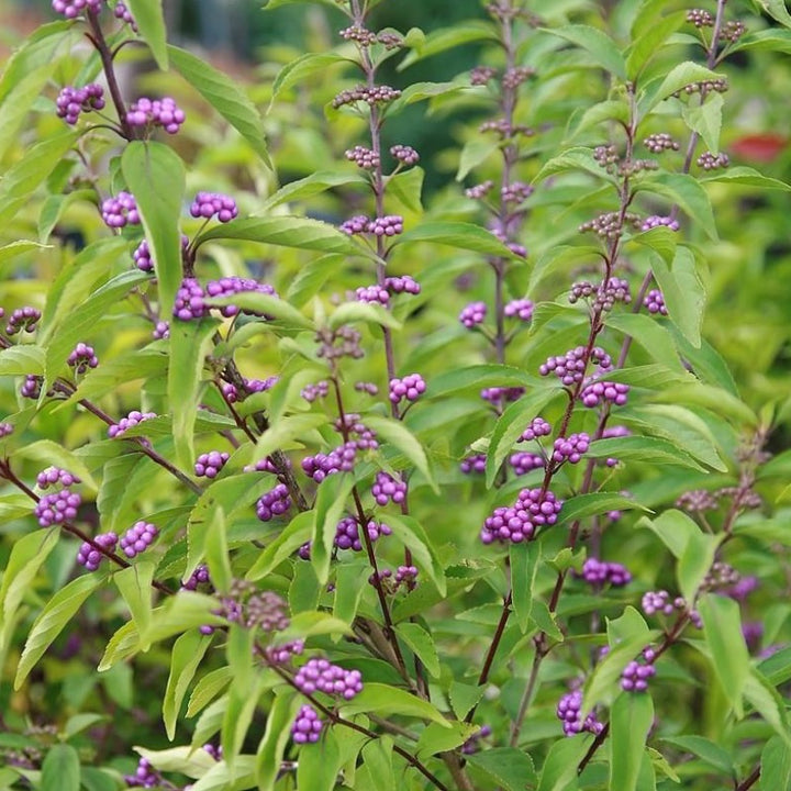 Early Amethyst Beautyberry showing its characteristic foliage and growth habit