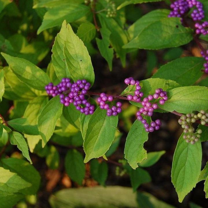 Early Amethyst Beautyberry showing its characteristic foliage and growth habit