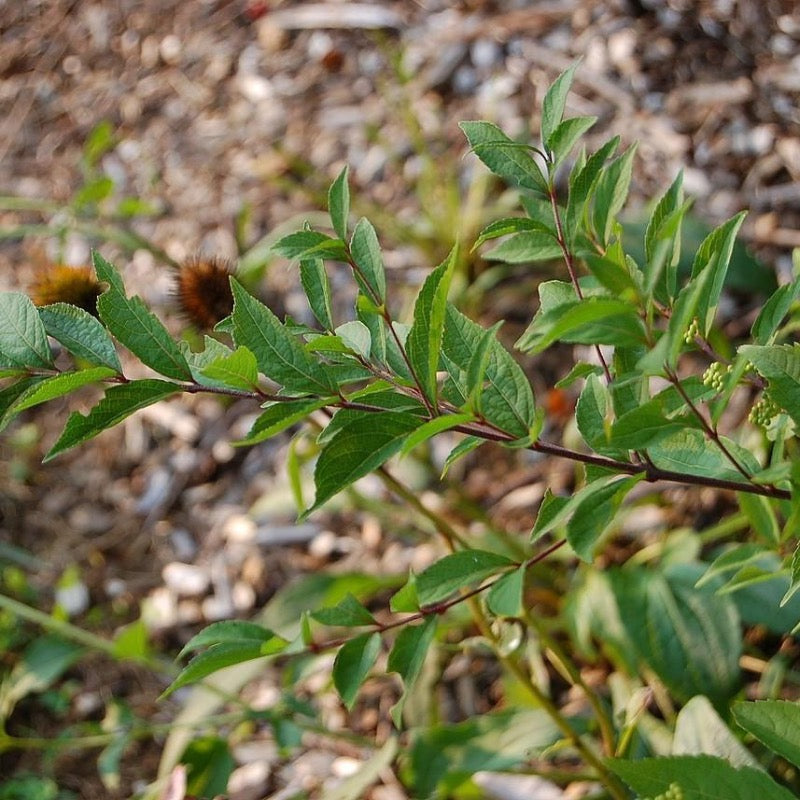 Early Amethyst Beautyberry showing its characteristic foliage and growth habit