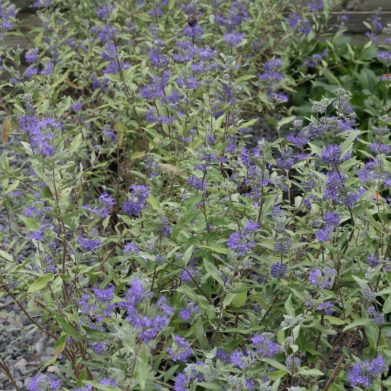 Dark Knight Bluebeard with deep purplish blue flower clusters