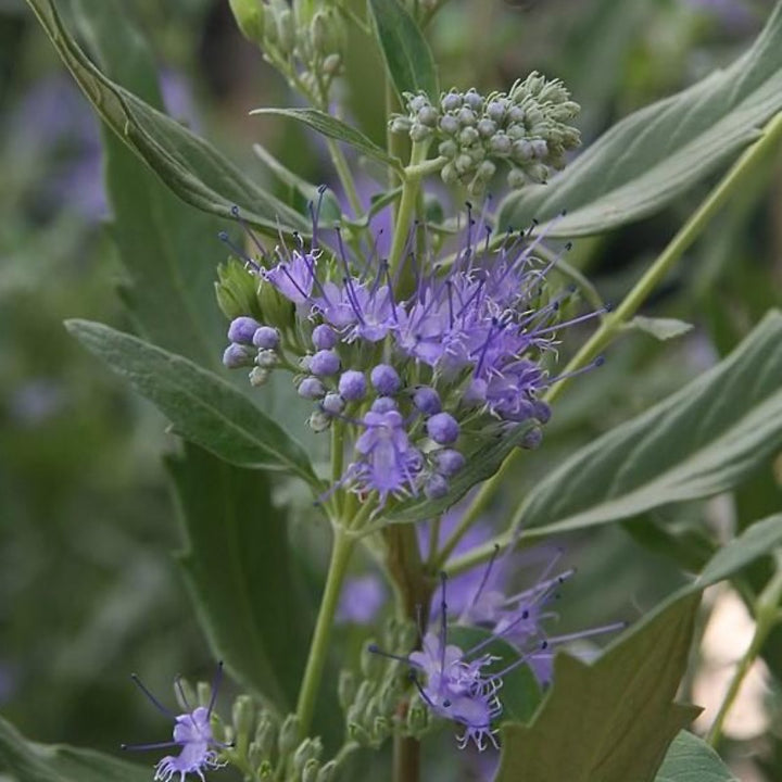 Dark Knight Bluebeard with deep purplish blue flower clusters