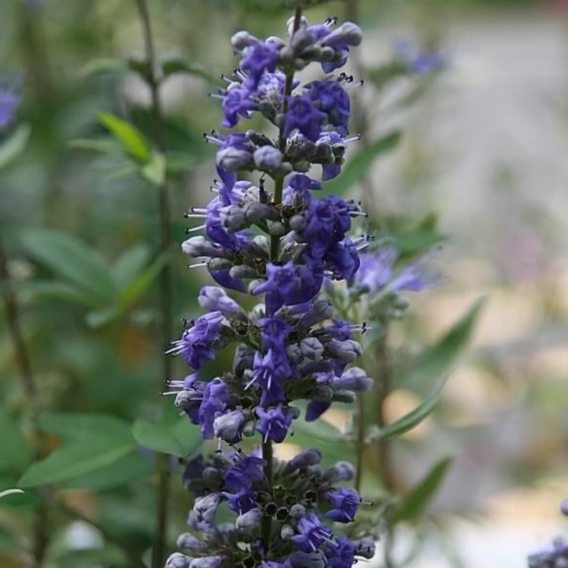 Dark Knight Bluebeard with deep purplish blue flower clusters