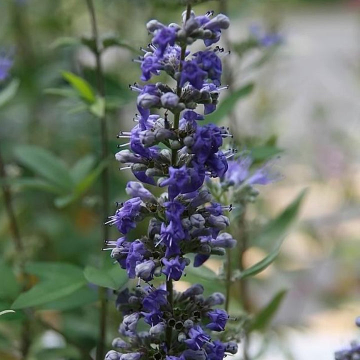 Dark Knight Bluebeard with deep purplish blue flower clusters