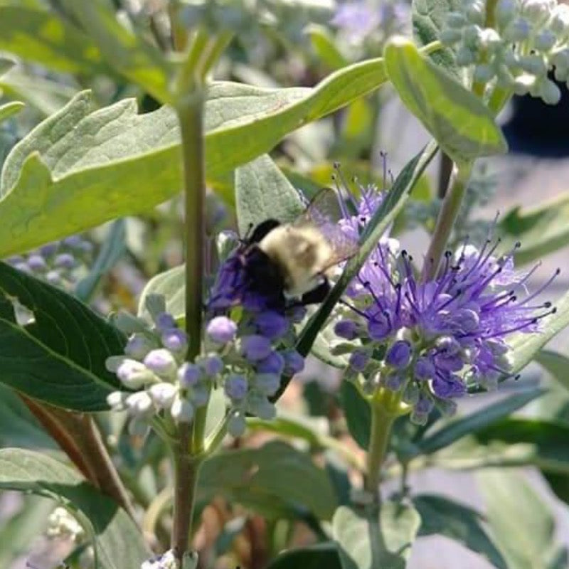 Dark Knight Bluebeard with deep purplish blue flower clusters