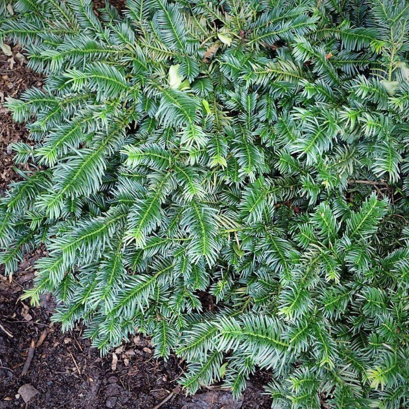 Duke Gardens Japanese Plum Yew with glossy deep green evergreen foliage