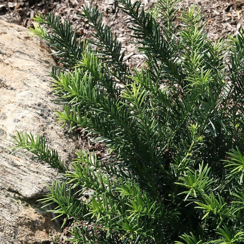Duke Gardens Japanese Plum Yew with glossy deep green evergreen foliage