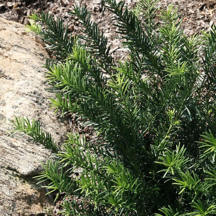 Duke Gardens Japanese Plum Yew with glossy deep green evergreen foliage
