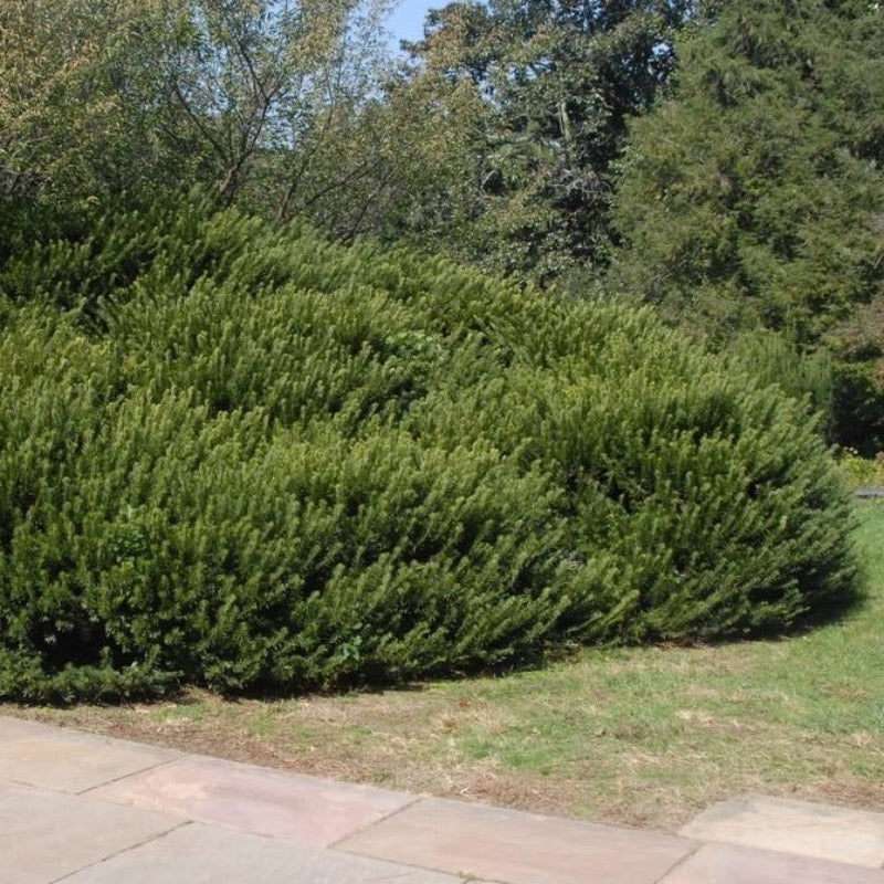 Duke Gardens Japanese Plum Yew with glossy deep green evergreen foliage