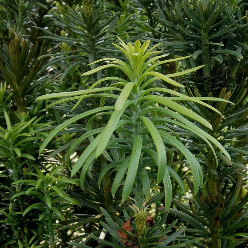 Fastigiata Japanese Plum Yew with upright dark green foliage