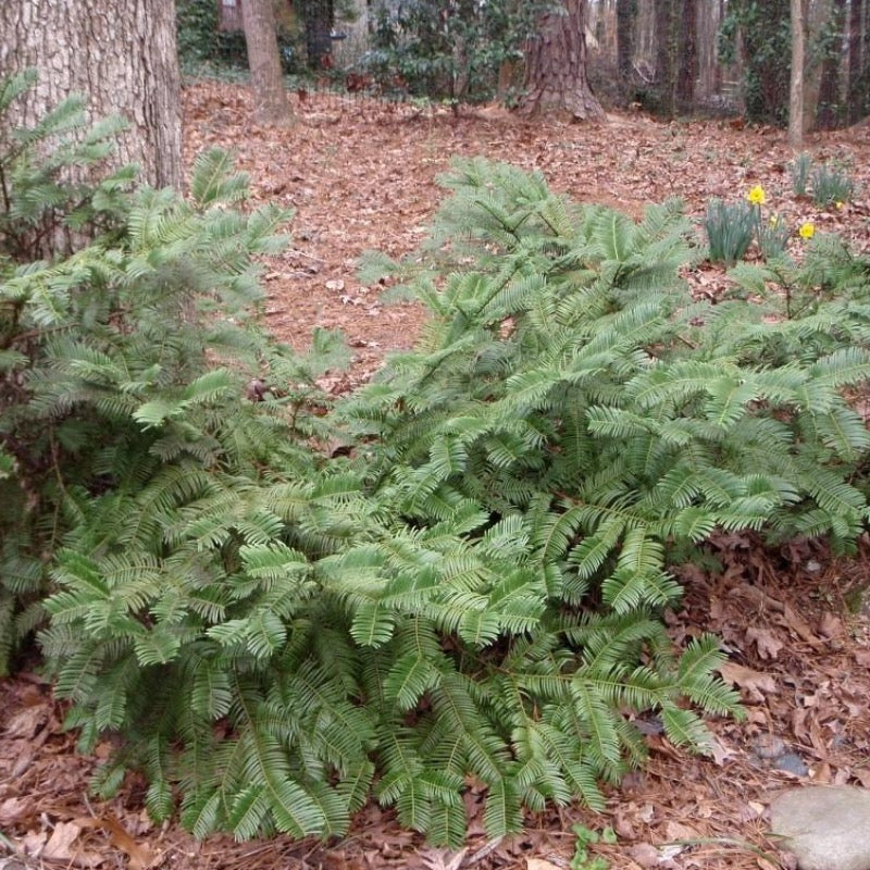Prostrata Japanese Plum Yew spreading with dark green evergreen needles