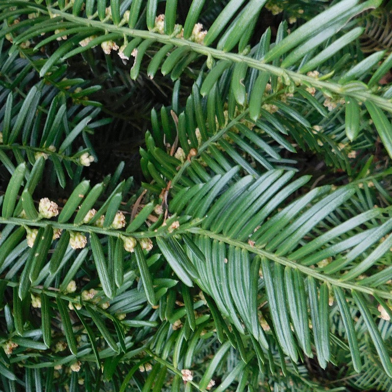 Prostrata Japanese Plum Yew spreading with dark green evergreen needles