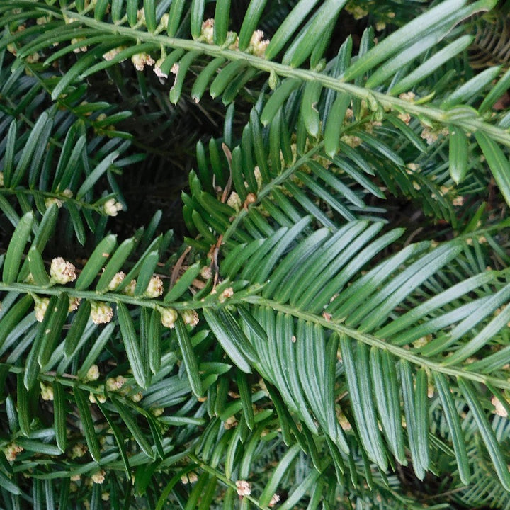 Prostrata Japanese Plum Yew spreading with dark green evergreen needles