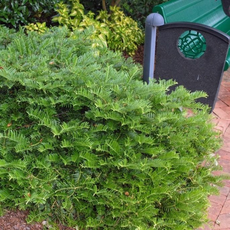 Prostrata Japanese Plum Yew spreading with dark green evergreen needles